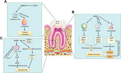 Activin receptor-like kinase 3: a critical modulator of development and function of mineralized tissues